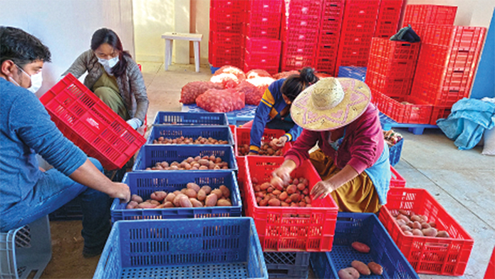 감자 원산지 볼리비아에 한국 농업기술 전수