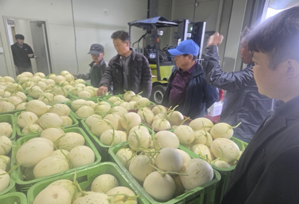 함안 멜론의 세대교체... 아시아종묘 '실버스타' 2026년 첫 출하 시작 - 뉴스 썸네일 이미지