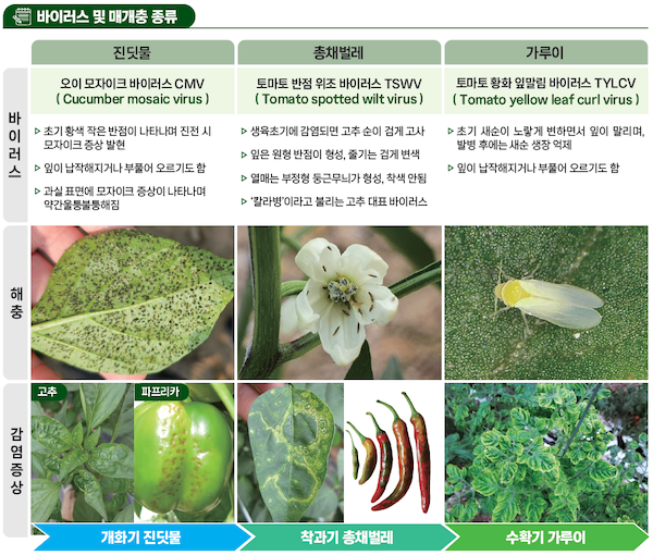 시설원예 해충 급증 '비상'...초기 방제 실패 시 바이러스 피해 직결 - 뉴스 썸네일 이미지