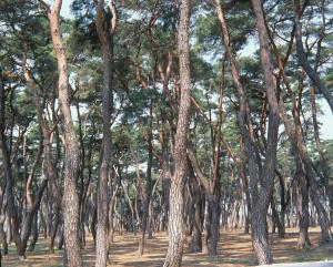 한국인이 가장 좋아하는 나무는 '소나무'