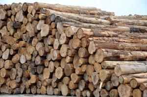 국산목재 이용량 491만㎥... 증가세로 전환